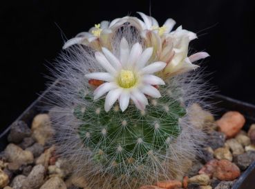 Mammillaria schwarzii